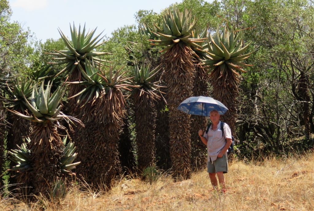 bsorah aloe stand